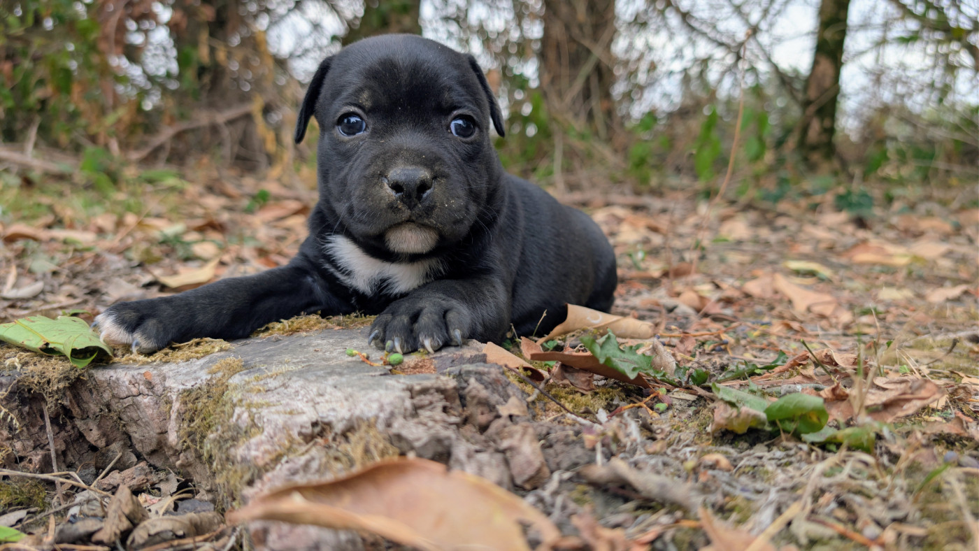 Du Domaine Du Clan D'Ors - Chiots disponibles - Staffordshire Bull Terrier