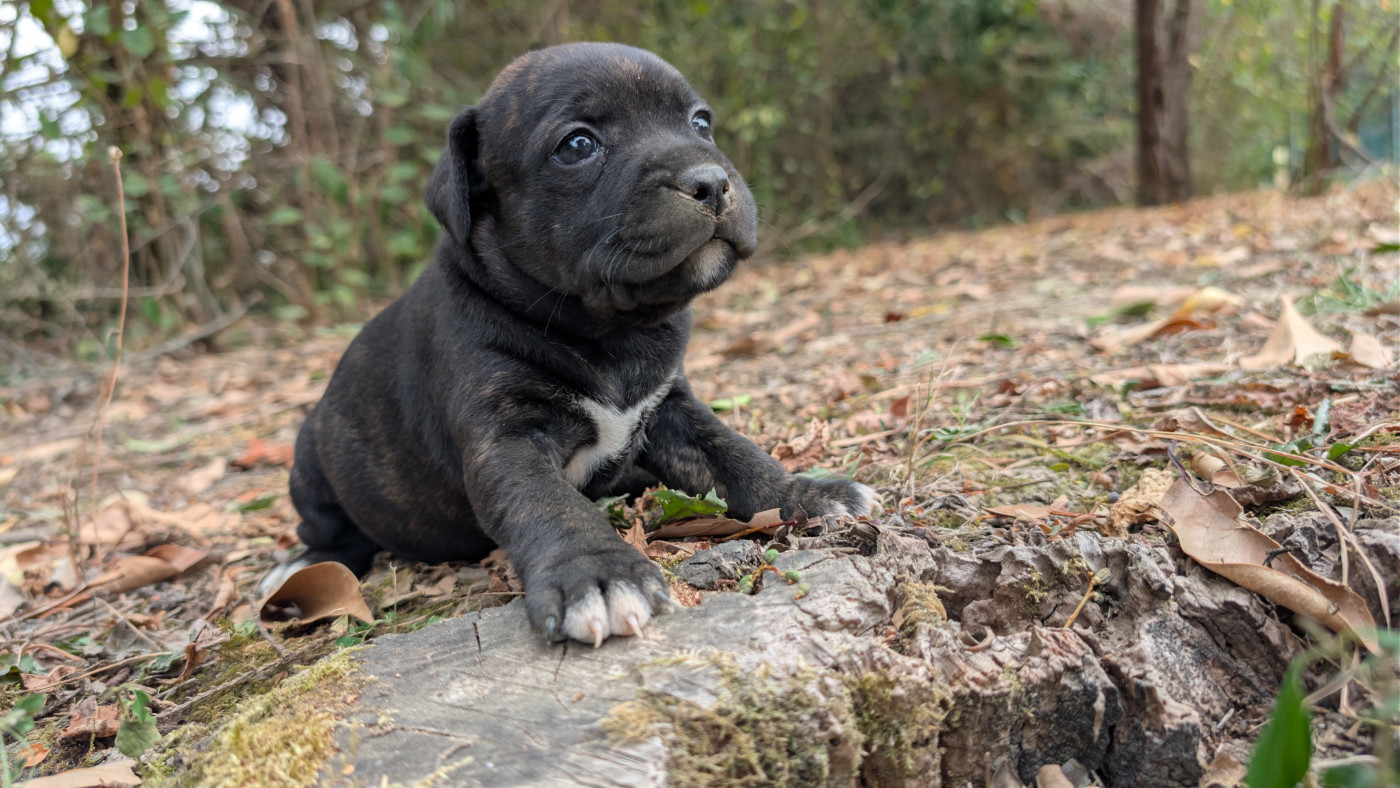 Du Domaine Du Clan D'Ors - Chiots disponibles - Staffordshire Bull Terrier